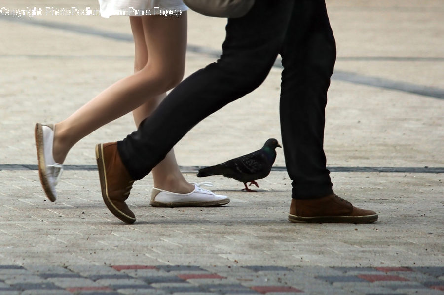 Bird, Pigeon, People, Person, Human, Footwear, High Heel