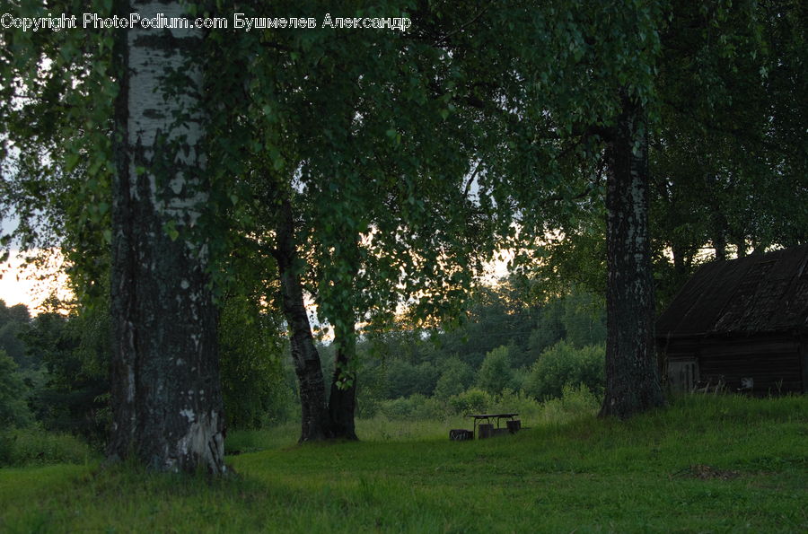 Building, Hut, Shelter, Oak, Sycamore, Tree, Tree Trunk