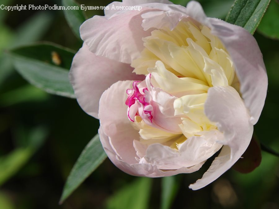 Blossom, Flower, Peony, Plant, Flora, Carnation, Petal