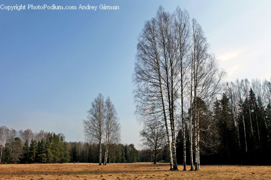 Birch, Tree, Wood, Forest, Vegetation, Field, Grass