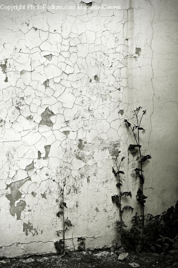 Ivy, Plant, Vine, Fence, Wall, Soil, Tree