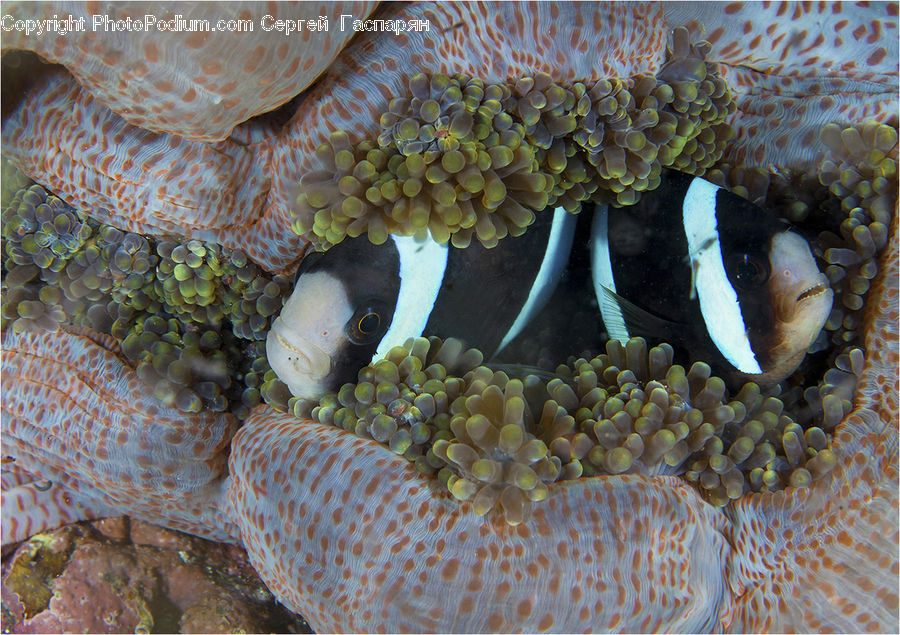 Amphiprion, Fish, Sea Life, Coral Reef, Outdoors, Reef, Sea