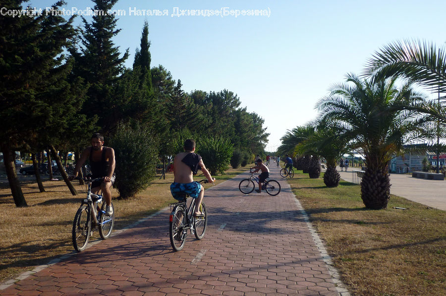 People, Person, Human, Bicycle, Bike, Vehicle, Palm Tree