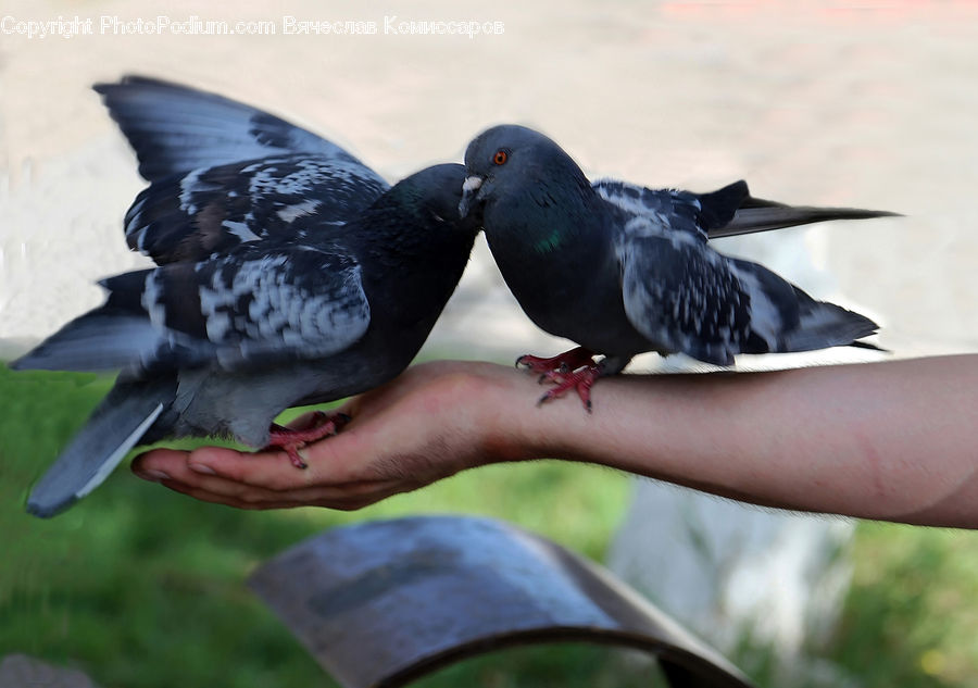 Bird, Pigeon, Dove, Blackbird, Crow