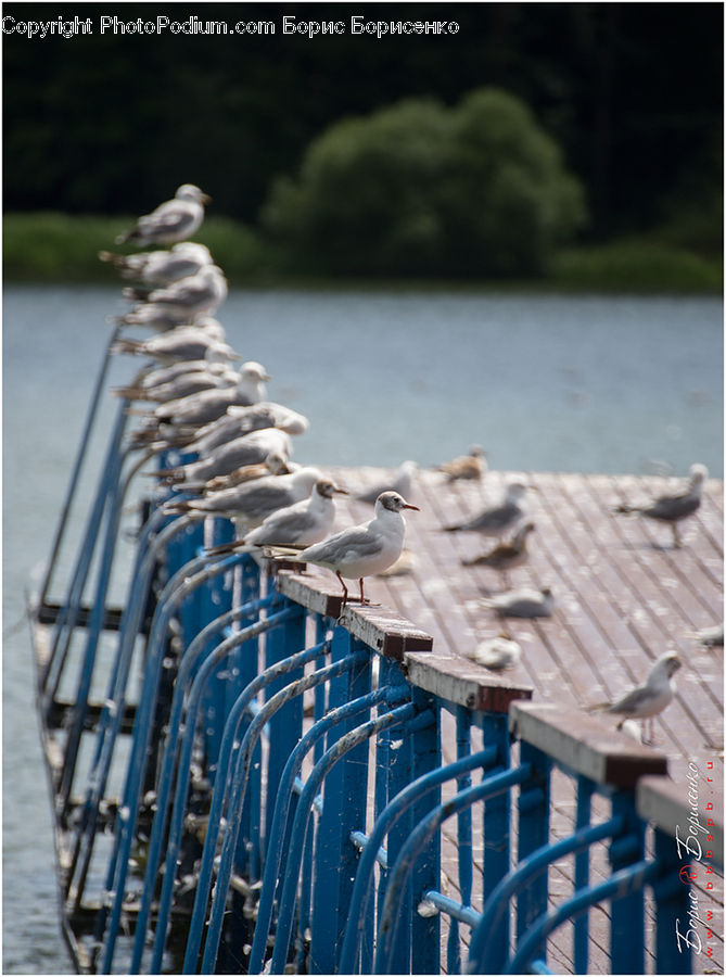 Bird, Seagull, Building, Hut, Shelter, Roof, City