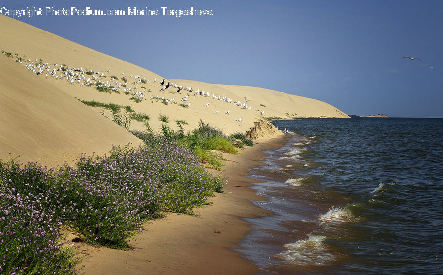 Dune, Outdoors, Bush, Plant, Vegetation, Landscape, Nature