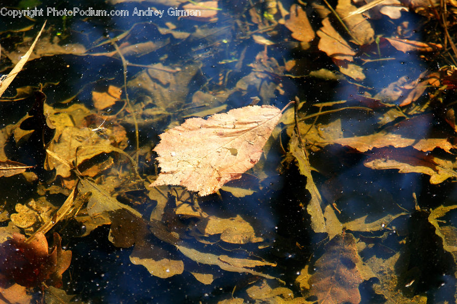 Amphibian, Tadpole, Nebula, Outer Space, Space, Universe, Soil