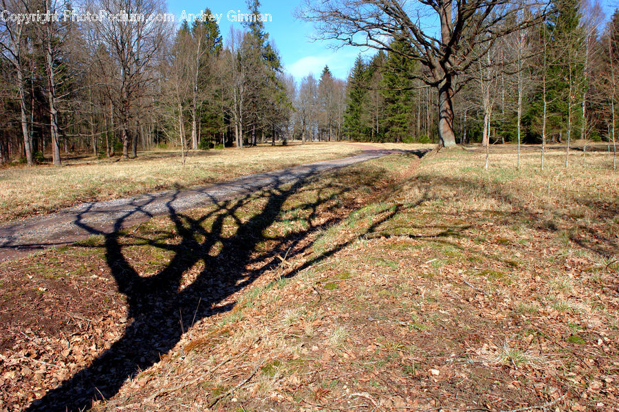 Birch, Tree, Wood, Forest, Grove, Land, Conifer