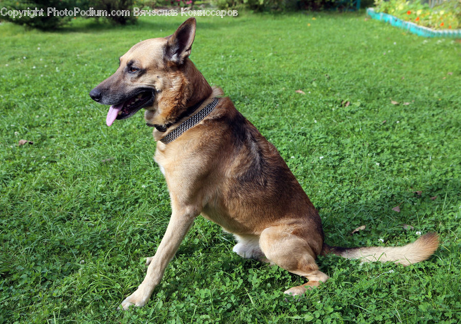 Animal, Canine, Dog, German Shepherd, Mammal, Pet, Husky