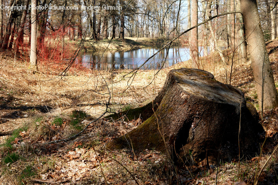 Animal, Anteater, Mammal, Forest, Vegetation, Birch, Tree