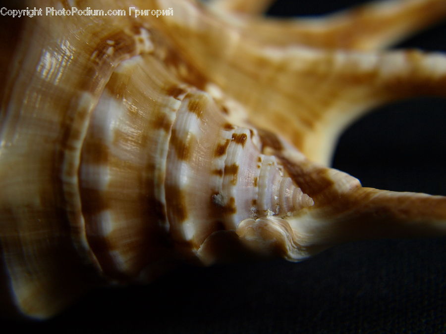 Conch, Invertebrate, Sea Life, Seashell