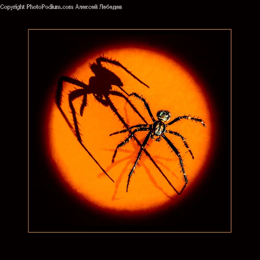 Arachnid, Black Widow, Garden Spider, Insect, Invertebrate, Spider, Logo