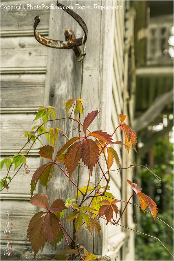 Plant, Vine, Ivy, Veins, Leaf, Maple, Maple Leaf