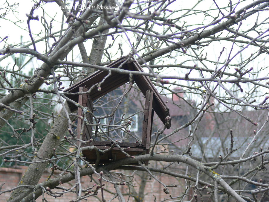 Bird Nest, Nest, Accipiter, Bird, Conifer, Fir, Plant