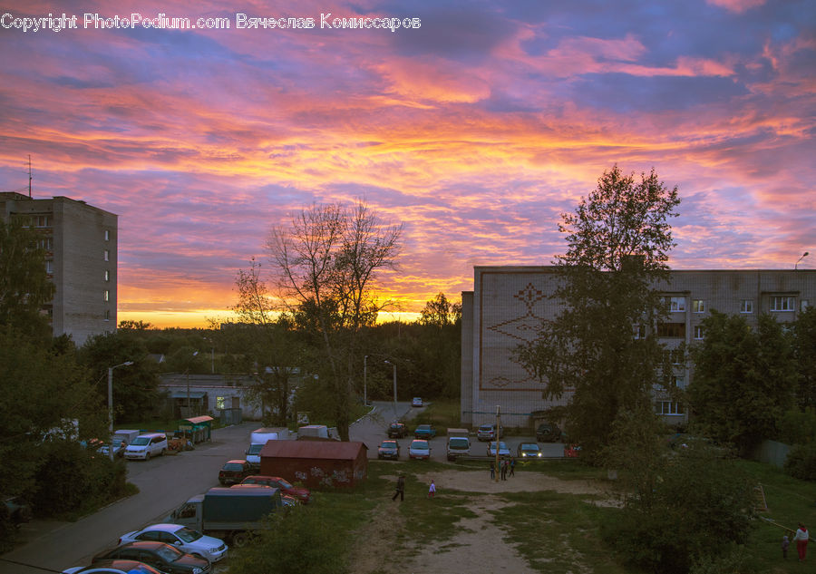 Dawn, Dusk, Sky, Sunrise, Sunset, Conifer, Plant