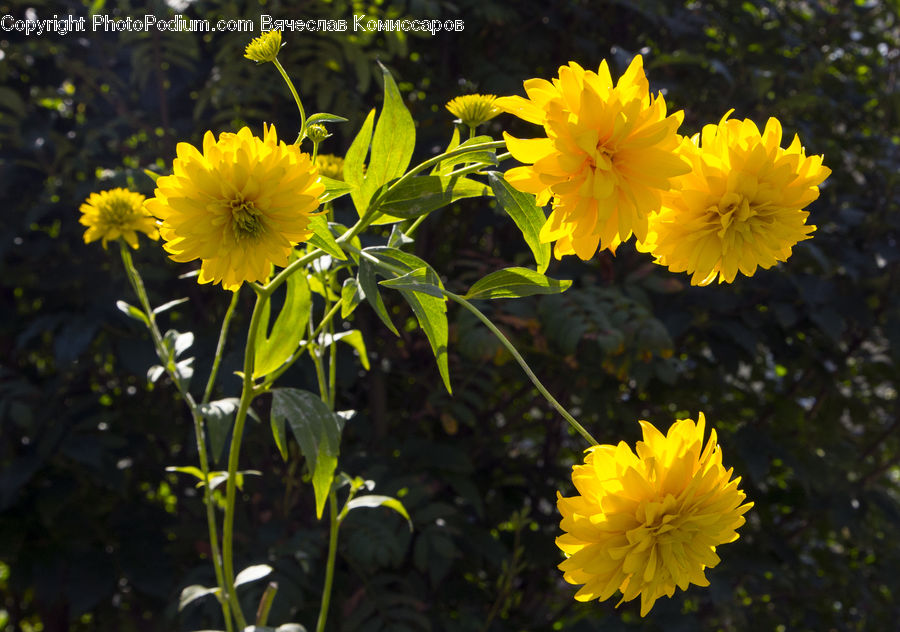 People, Person, Human, Dandelion, Flower, Plant, Asteraceae