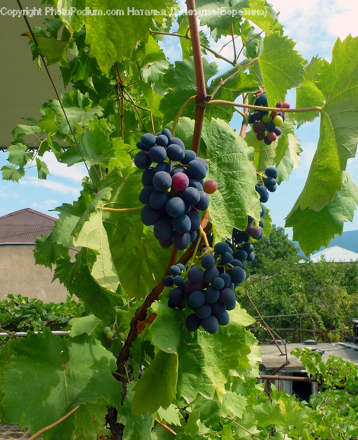 Fruit, Grapes, Plant, Vine, Outdoors, Pond, Water