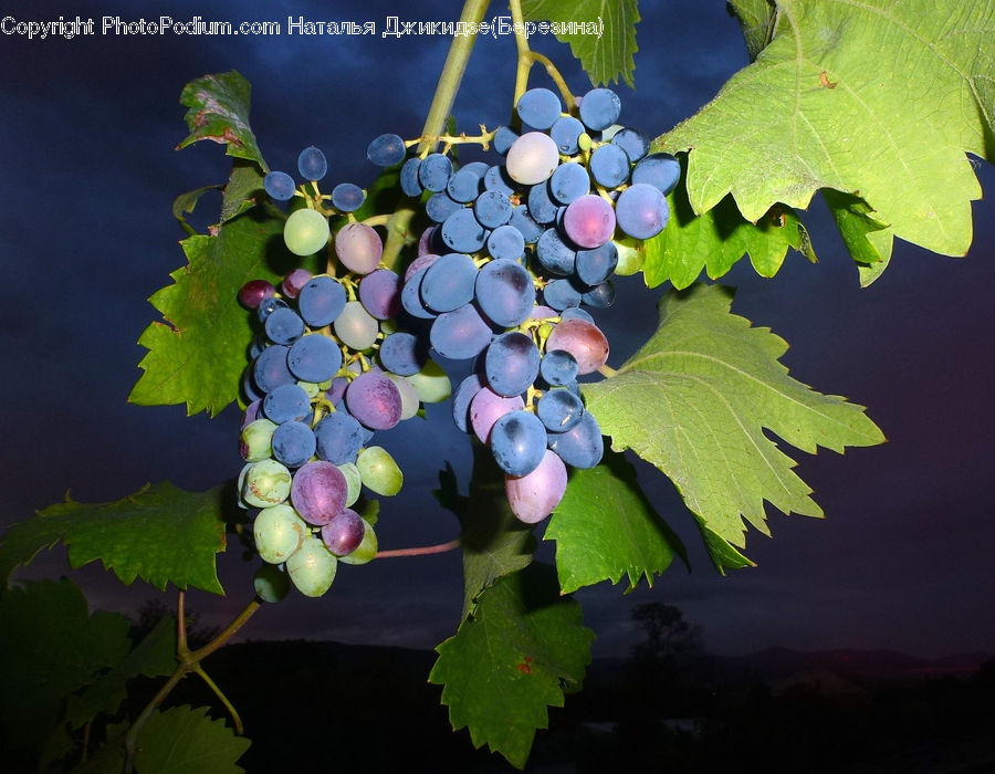 Fruit, Grapes, Plant, Vine, Plum, Blueberry, Blossom