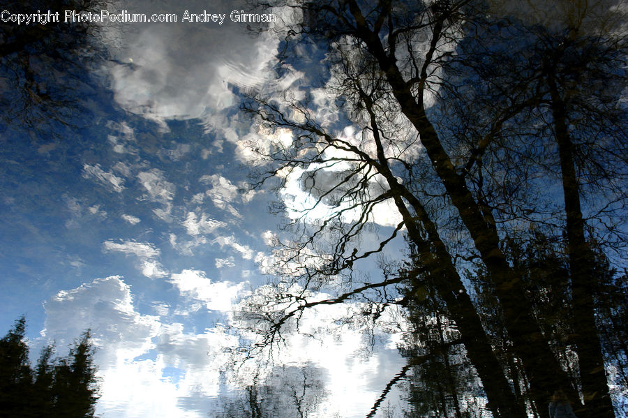 Azure Sky, Cloud, Outdoors, Sky, Plant, Tree, Landscape