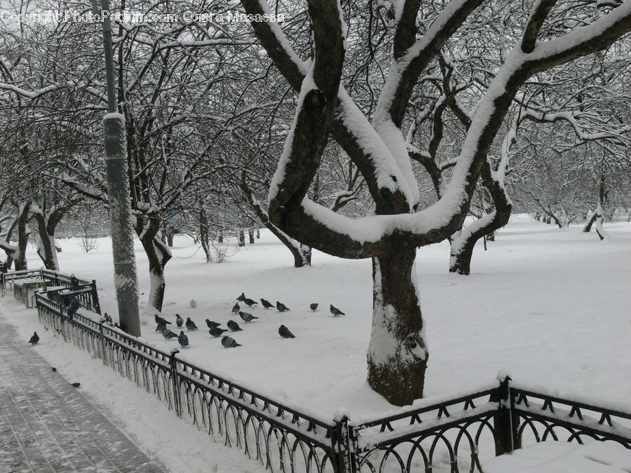 Ice, Outdoors, Snow, Plant, Tree, Oak, Wood