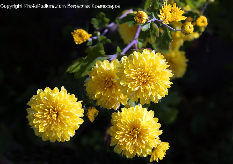 Blossom, Flora, Flower, Plant, Asteraceae, Dandelion, Dahlia