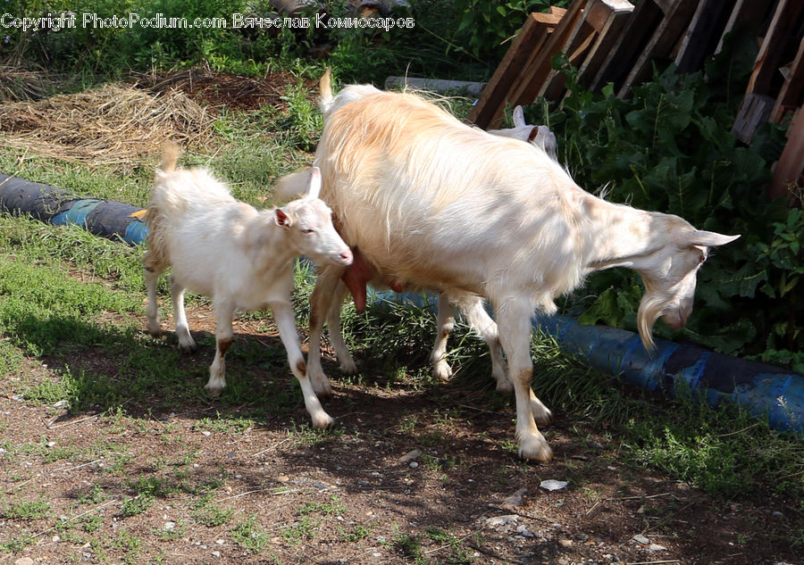 Animal, Goat, Mammal, Mountain Goat, Canine, Dog, Papillon