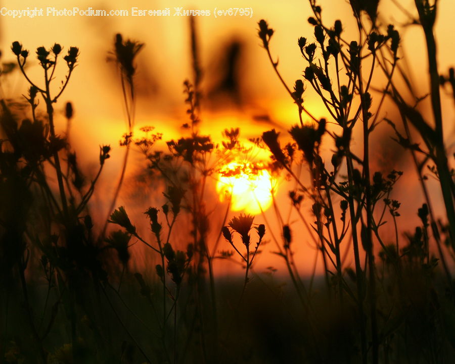 Dawn, Dusk, Sky, Sunrise, Sunset, Outdoors, Sunlight