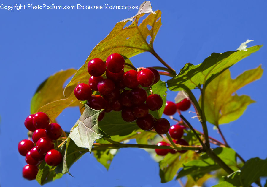 Fruit, Grapes, Apple, Cherry, Plant, Vine, Blossom