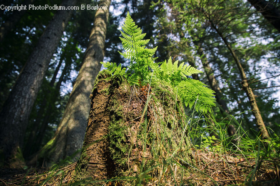 Conifer, Fir, Plant, Tree, Forest, Jungle, Vegetation