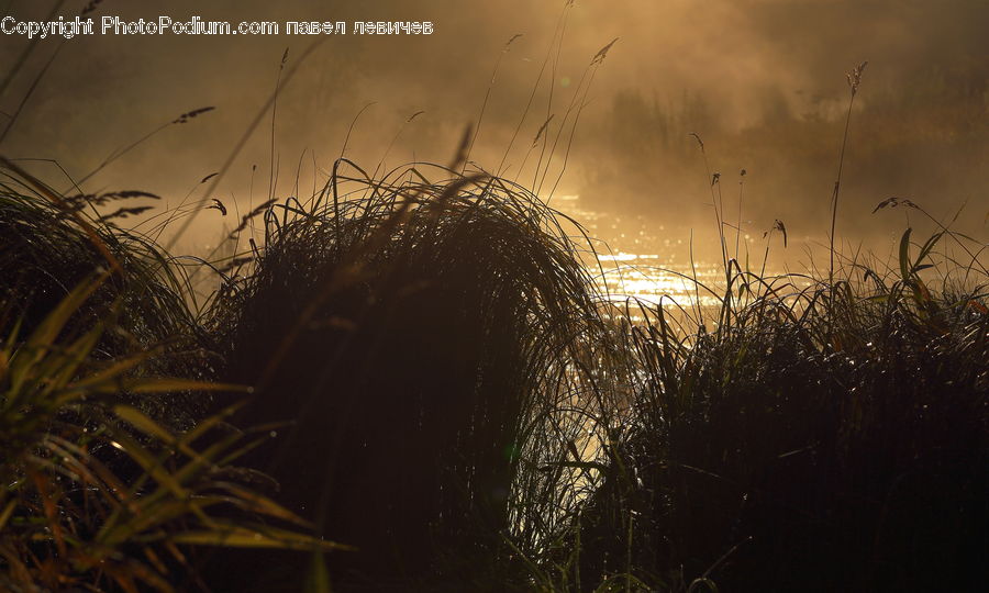 Field, Grass, Grassland, Plant, Reed, Vegetation, Blossom