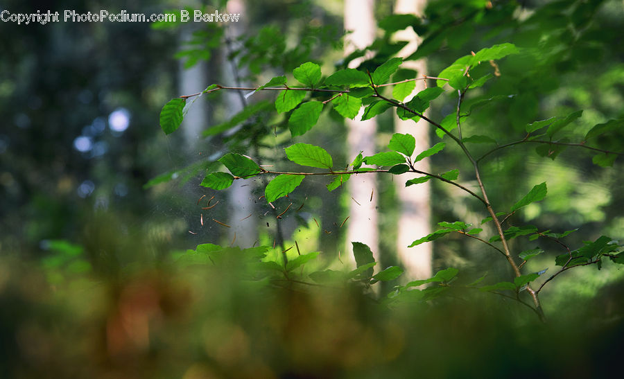 Flare, Light, Sunlight, Field, Grass, Grassland, Plant