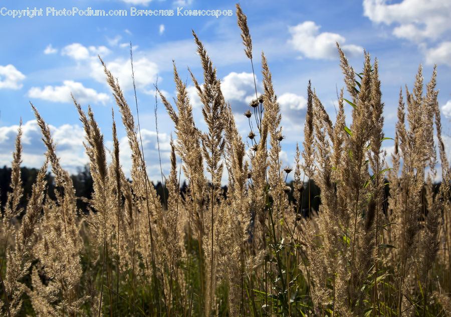 Field, Grass, Grassland, Plant, Grain, Wheat, Blossom