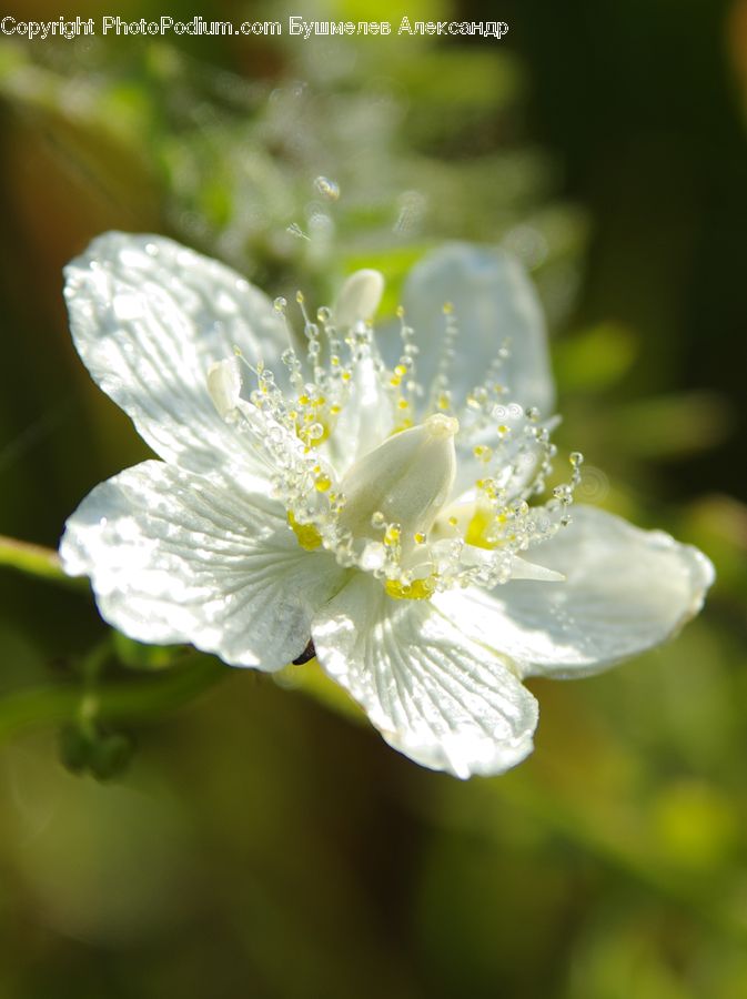 Blossom, Flora, Flower, Plant, Anther, Petal, Pollen