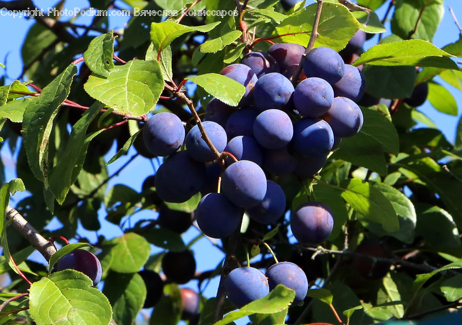 Fruit, Grapes, Plum, Cherry, Plant, Vine