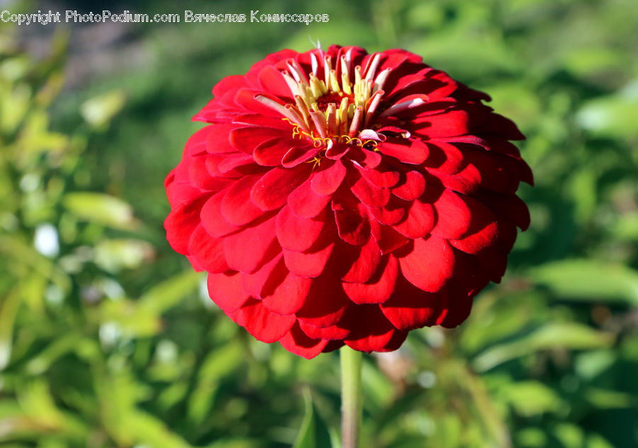 Blossom, Flora, Flower, Geranium, Plant, Dahlia, Asteraceae