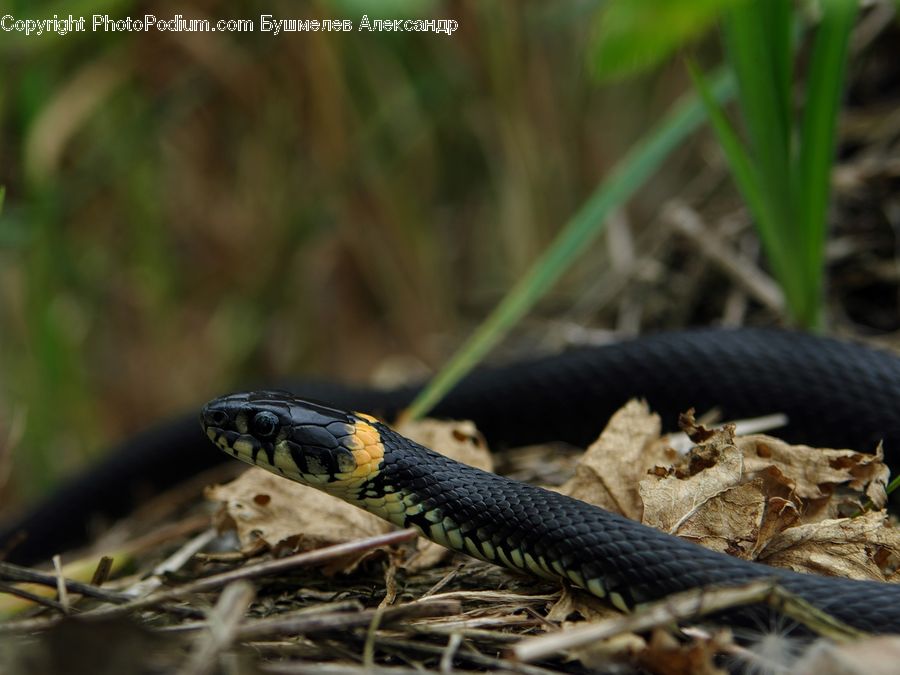 Reptile, Snake, King Snake