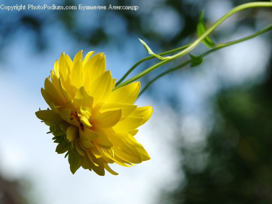 Blossom, Daffodil, Flora, Flower, Plant, Cosmos, Dahlia