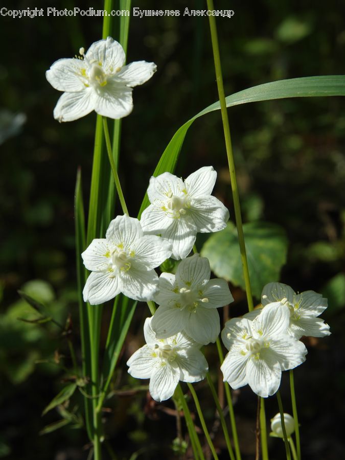 Blossom, Flora, Flower, Geranium, Plant, Gladiolus, Fiber
