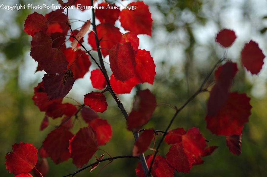 Blossom, Flora, Flower, Geranium, Plant, Poppy, Petal