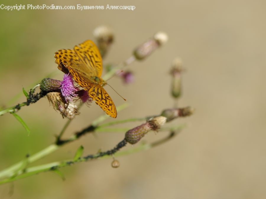 Butterfly, Insect, Invertebrate, Blossom, Flora, Flower, Plant