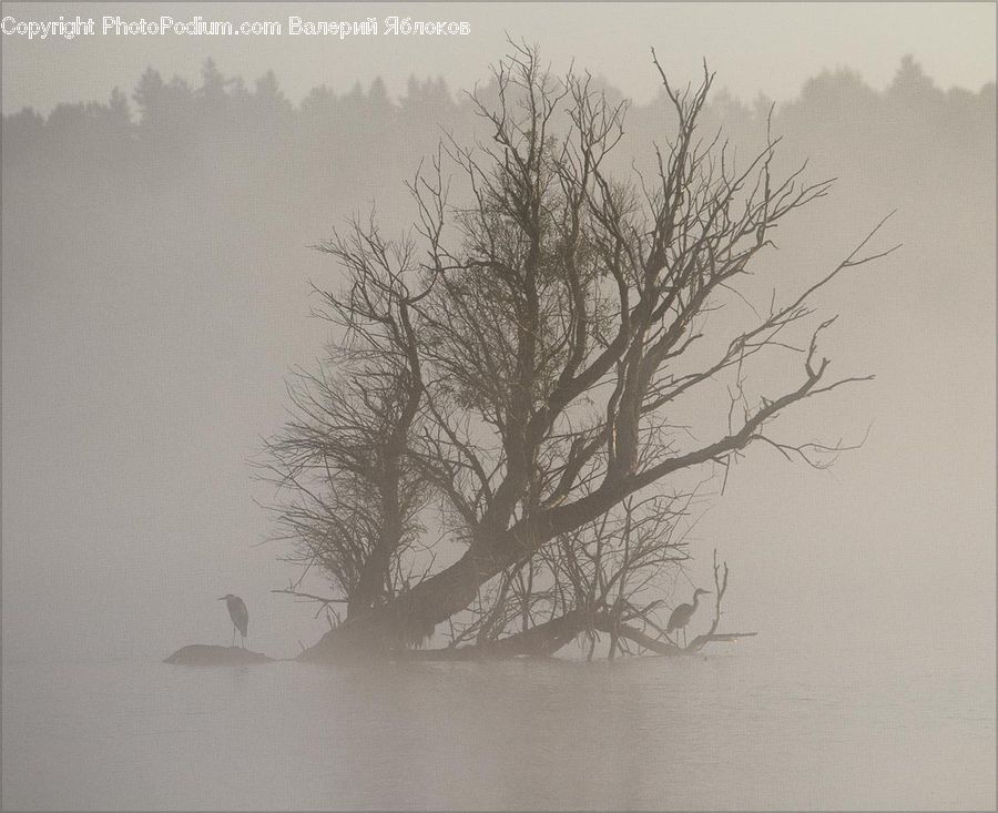 Plant, Tree, Fog