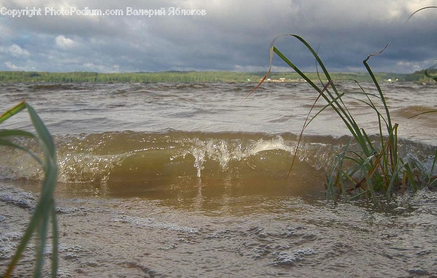 Water, Beach, Coast, Outdoors, Sea, Sea Waves, Plant