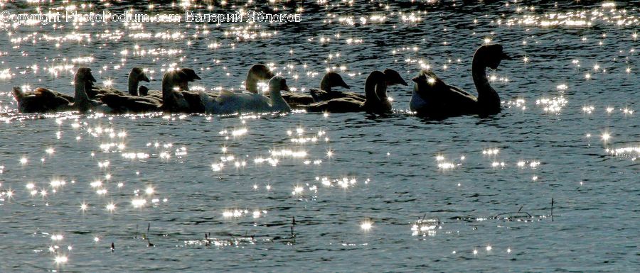 Bird, Waterfowl, Goose, Water, Outdoors, Ripple