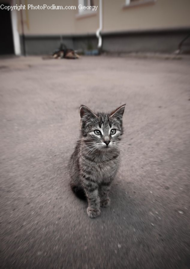 Animal, Cat, Kitten, Mammal, Pet, Adorable, Abyssinian