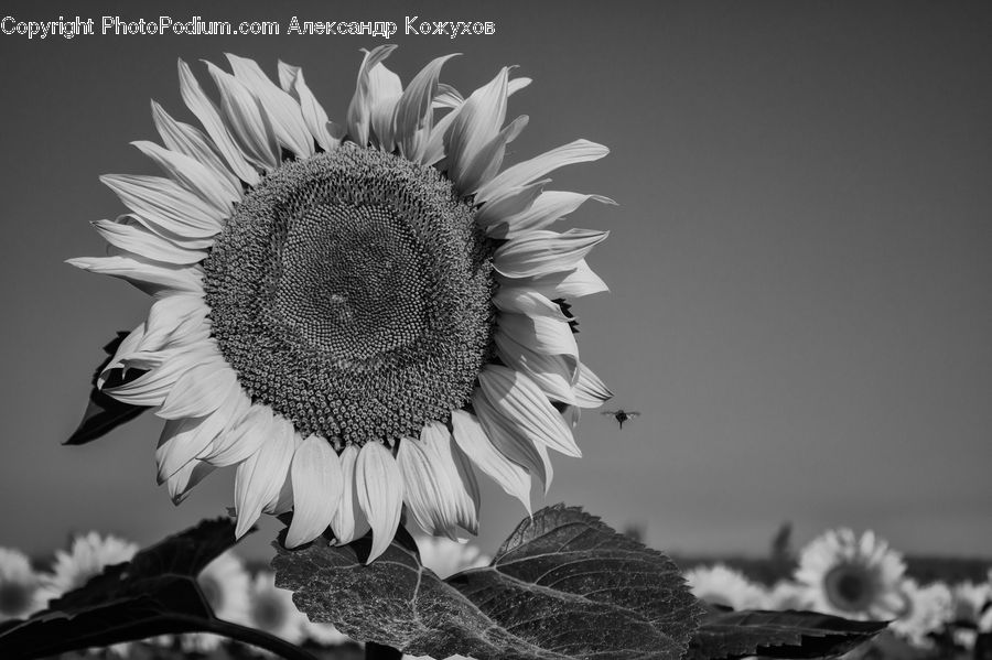 Blossom, Flora, Flower, Plant, Sunflower, Umbrella, Beak