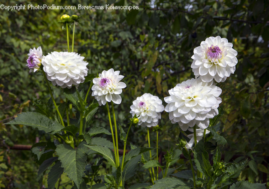 Blossom, Flower, Peony, Plant, Potted Plant, Flora, Petal