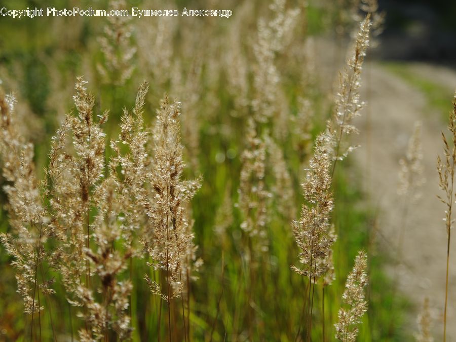 Field, Grass, Grassland, Plant, Grain, Wheat, Blossom