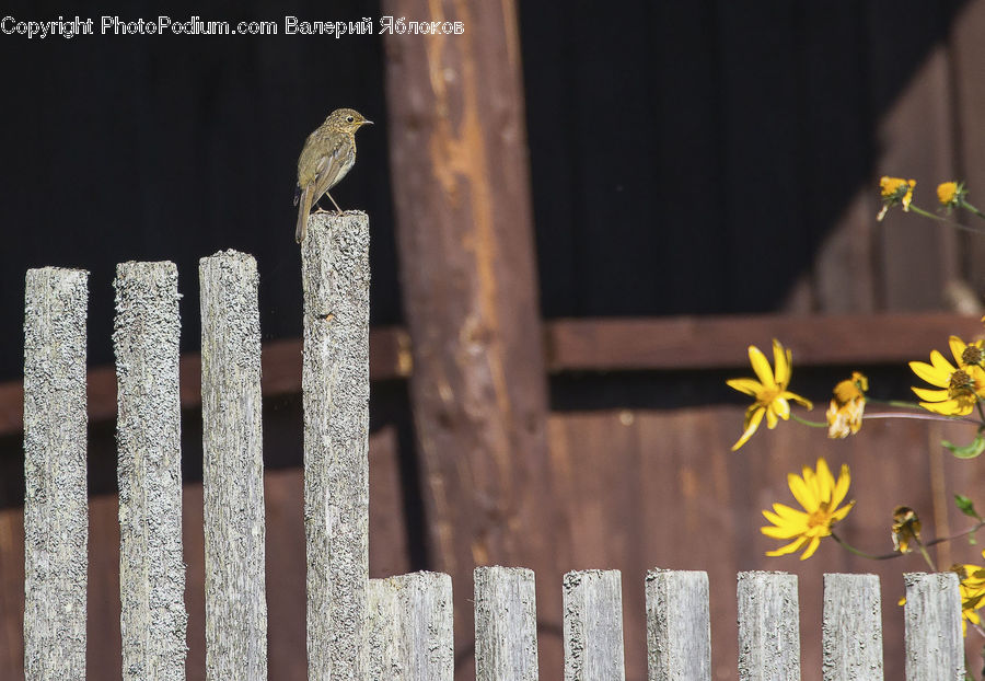 Bird, Wren, Blossom, Flora, Flower, Plant, Anthus