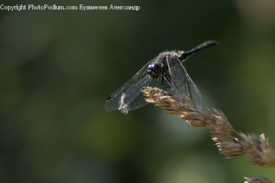 Insect, Invertebrate, Mosquito, Anisoptera, Dragonfly, Bird, Sparrow