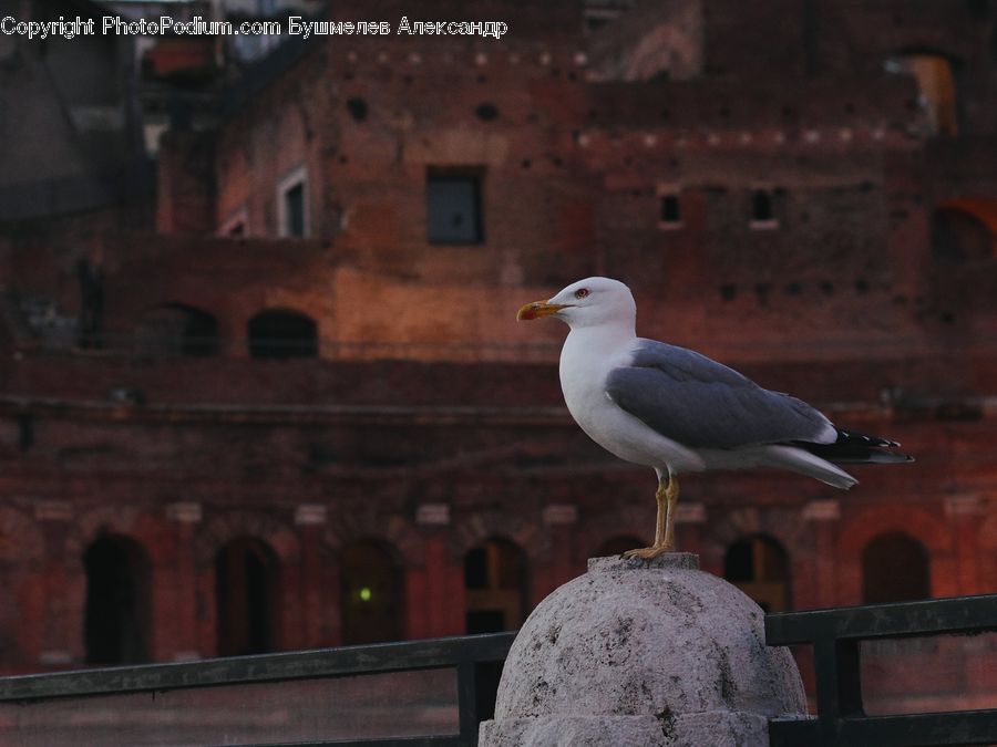 Bird, Seagull, Booby